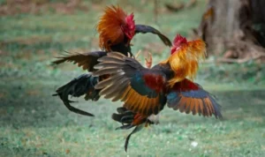 Đá Gà GA28 Tại EE88